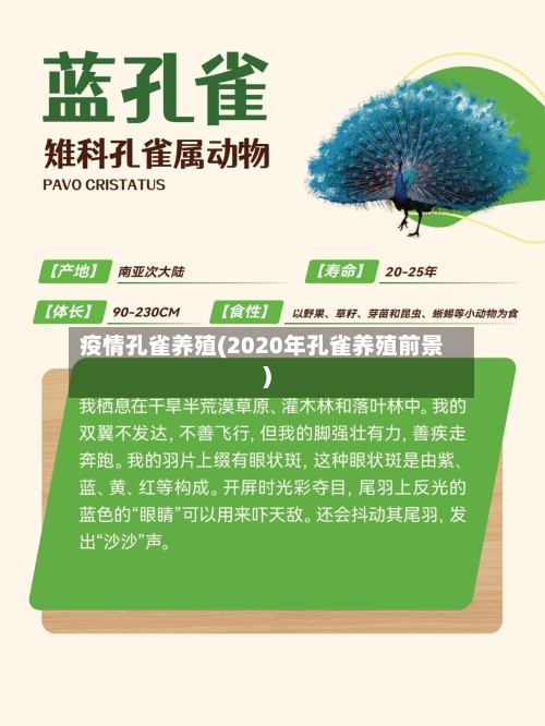 疫情孔雀养殖(2020年孔雀养殖前景)-第2张图片