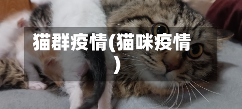 猫群疫情(猫咪疫情)-第2张图片