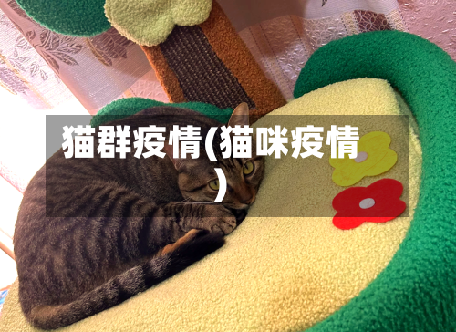 猫群疫情(猫咪疫情)