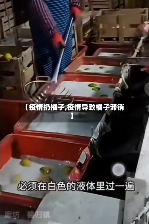 【疫情扔橘子,疫情导致橘子滞销】