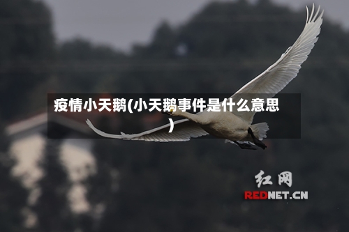 疫情小天鹅(小天鹅事件是什么意思)