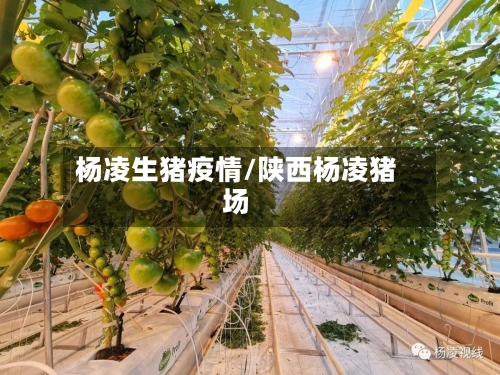 杨凌生猪疫情/陕西杨凌猪场