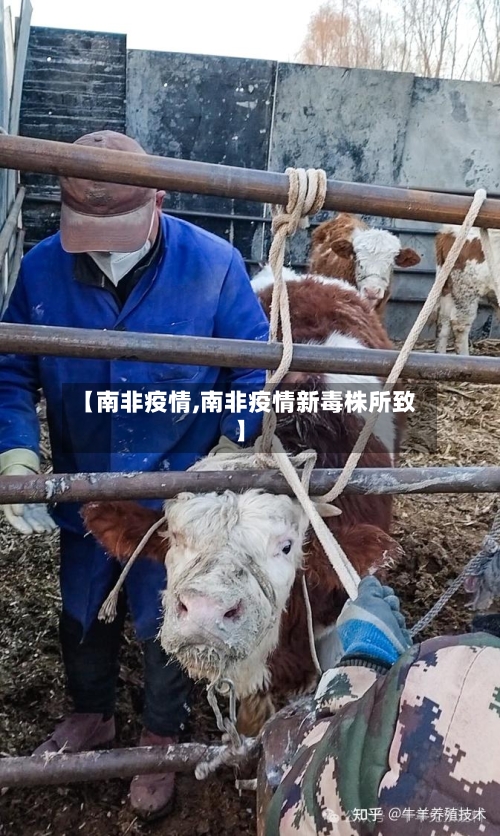 【南非疫情,南非疫情新毒株所致】-第2张图片