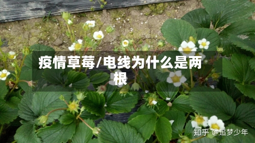 疫情草莓/电线为什么是两根