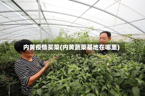 内黄疫情买菜(内黄蔬菜基地在哪里)-第2张图片