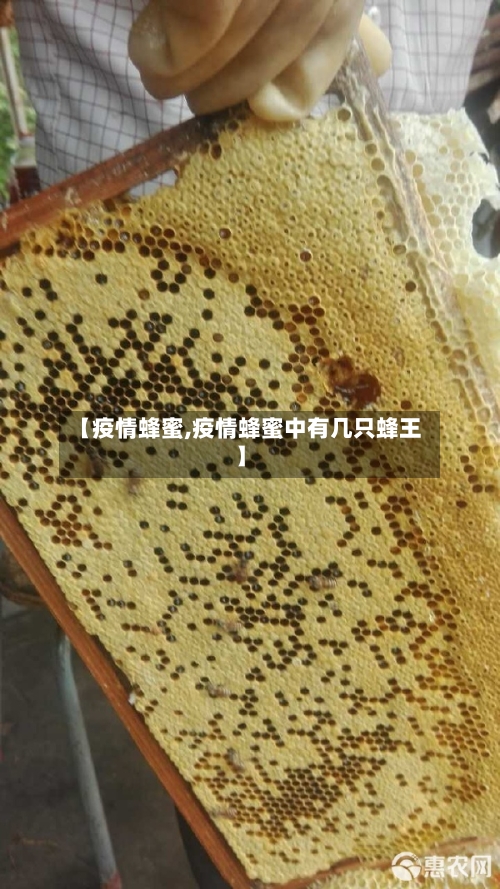 【疫情蜂蜜,疫情蜂蜜中有几只蜂王】-第2张图片