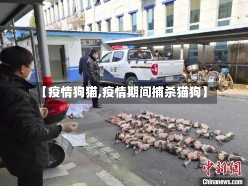 【疫情狗猫,疫情期间捕杀猫狗】