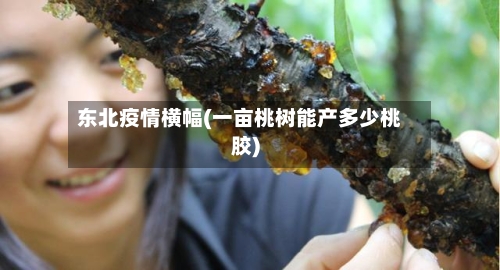 东北疫情横幅(一亩桃树能产多少桃胶)