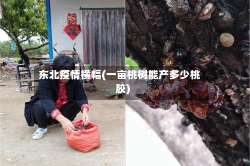 东北疫情横幅(一亩桃树能产多少桃胶)-第2张图片