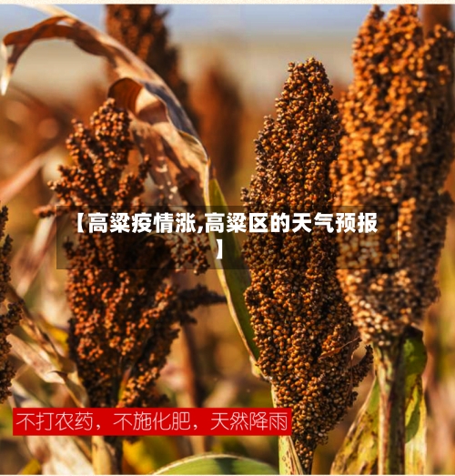 【高粱疫情涨,高粱区的天气预报】-第2张图片