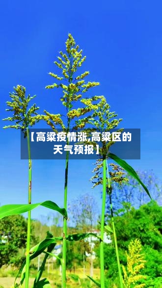 【高粱疫情涨,高粱区的天气预报】