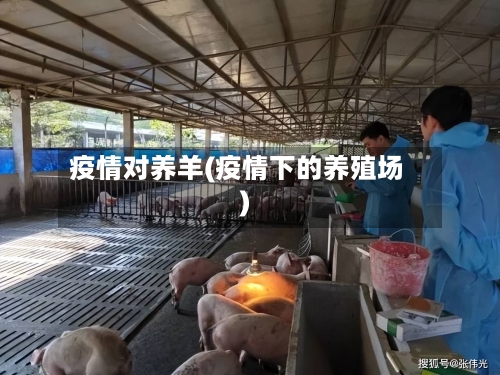 疫情对养羊(疫情下的养殖场)