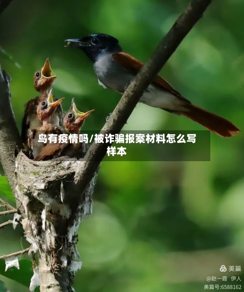 鸟有疫情吗/被诈骗报案材料怎么写样本-第2张图片