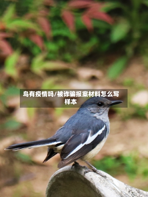 鸟有疫情吗/被诈骗报案材料怎么写样本