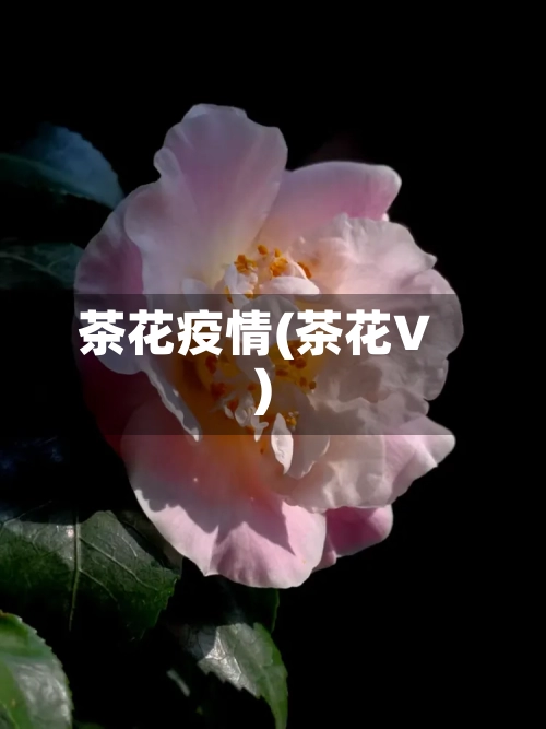 茶花疫情(茶花V)-第2张图片