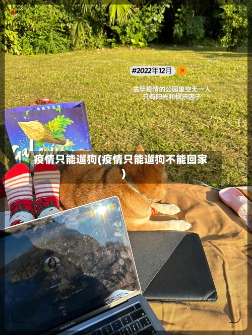 疫情只能遛狗(疫情只能遛狗不能回家)
