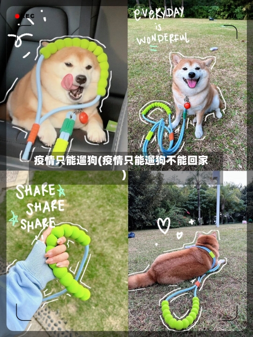 疫情只能遛狗(疫情只能遛狗不能回家)-第2张图片