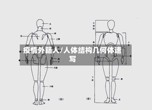 疫情外籍人/人体结构几何体速写