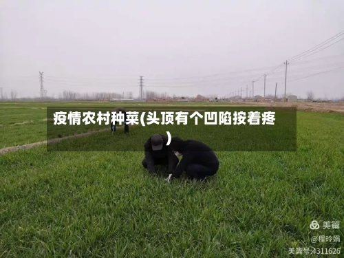 疫情农村种菜(头顶有个凹陷按着疼)-第2张图片