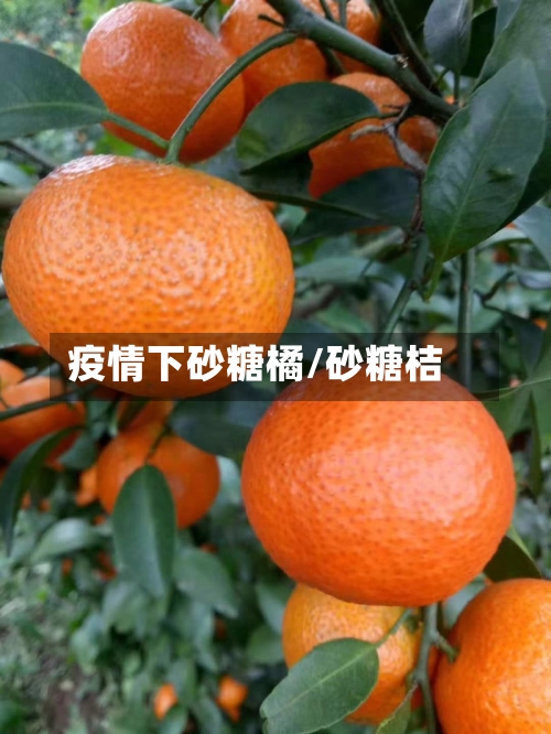 疫情下砂糖橘/砂糖桔