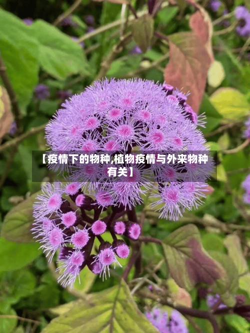 【疫情下的物种,植物疫情与外来物种有关】-第2张图片