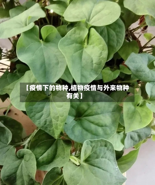 【疫情下的物种,植物疫情与外来物种有关】