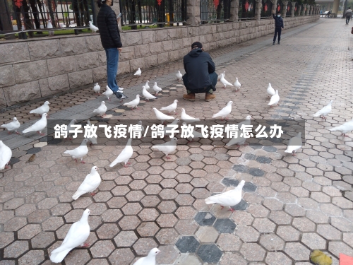 鸽子放飞疫情/鸽子放飞疫情怎么办