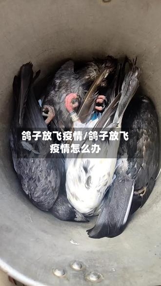 鸽子放飞疫情/鸽子放飞疫情怎么办-第2张图片