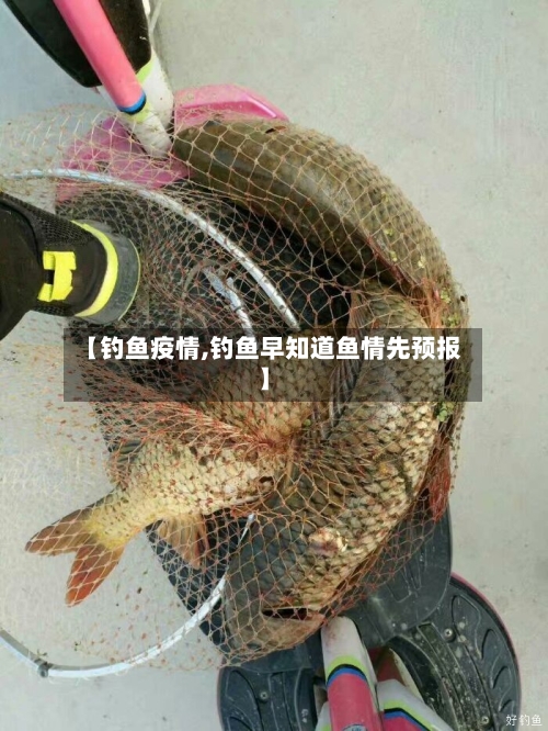 【钓鱼疫情,钓鱼早知道鱼情先预报】-第2张图片