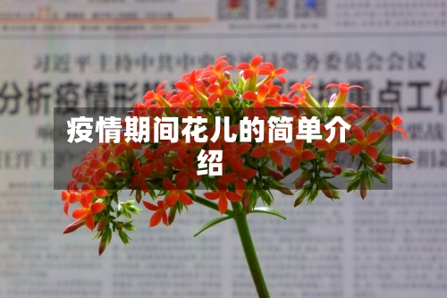 疫情期间花儿的简单介绍