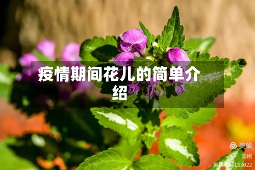 疫情期间花儿的简单介绍-第3张图片