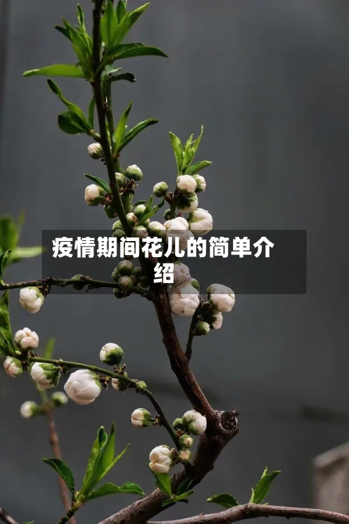 疫情期间花儿的简单介绍-第2张图片